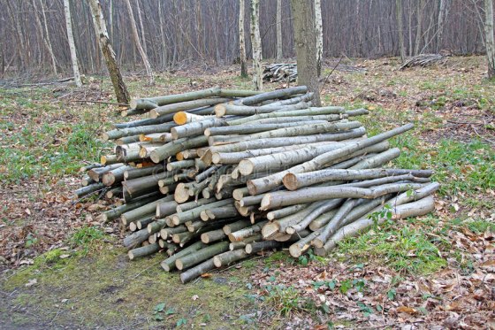 Timber from coppiced trees ready for fencing or fuel